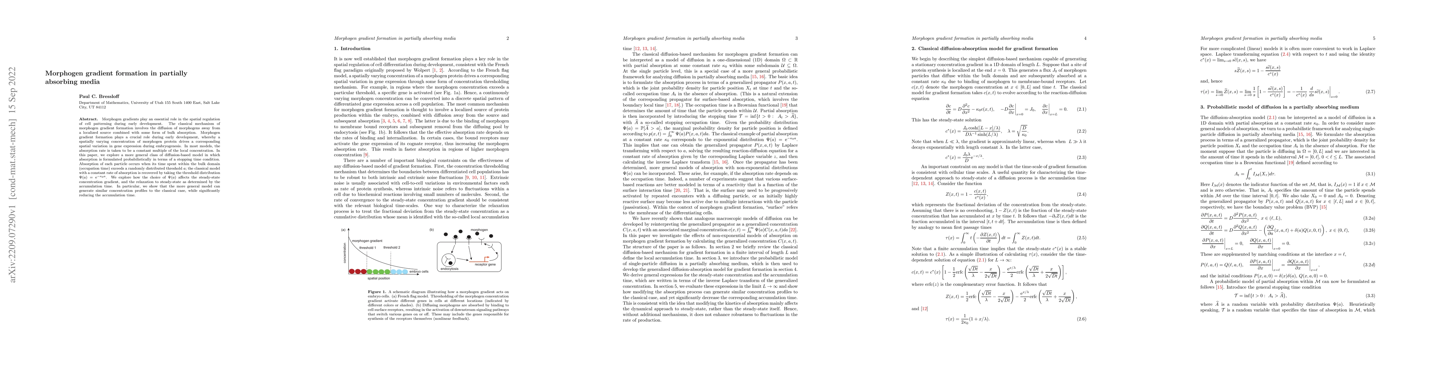 Thumbnail for Morphogen gradient formation in partially absorbing media