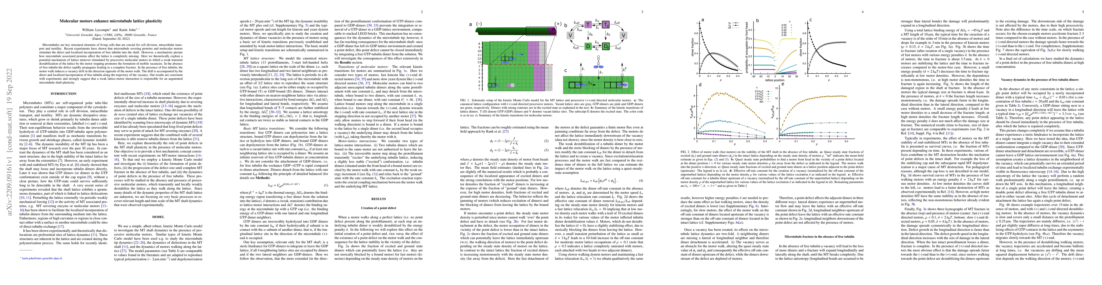 Thumbnail for Molecular motors enhance microtubule lattice plasticity