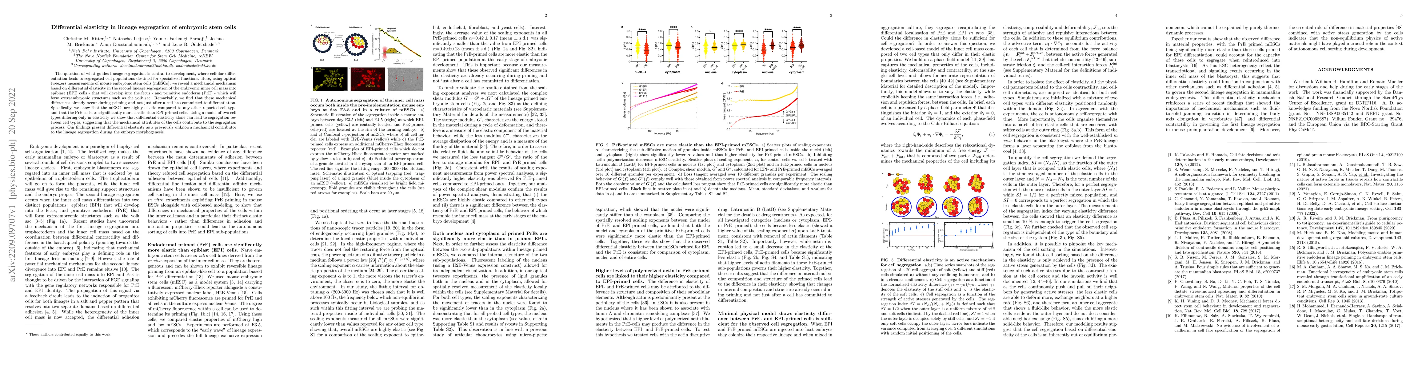 Thumbnail for Differential elasticity in lineage segregation of embryonic stem cells