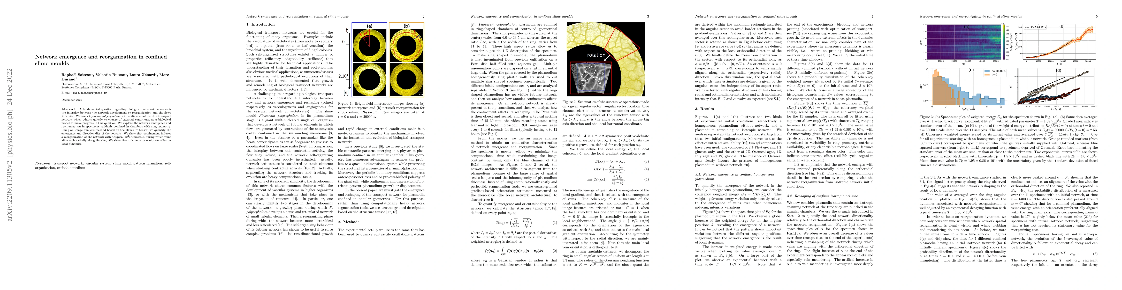 Thumbnail for Network emergence and reorganization in confined slime moulds
