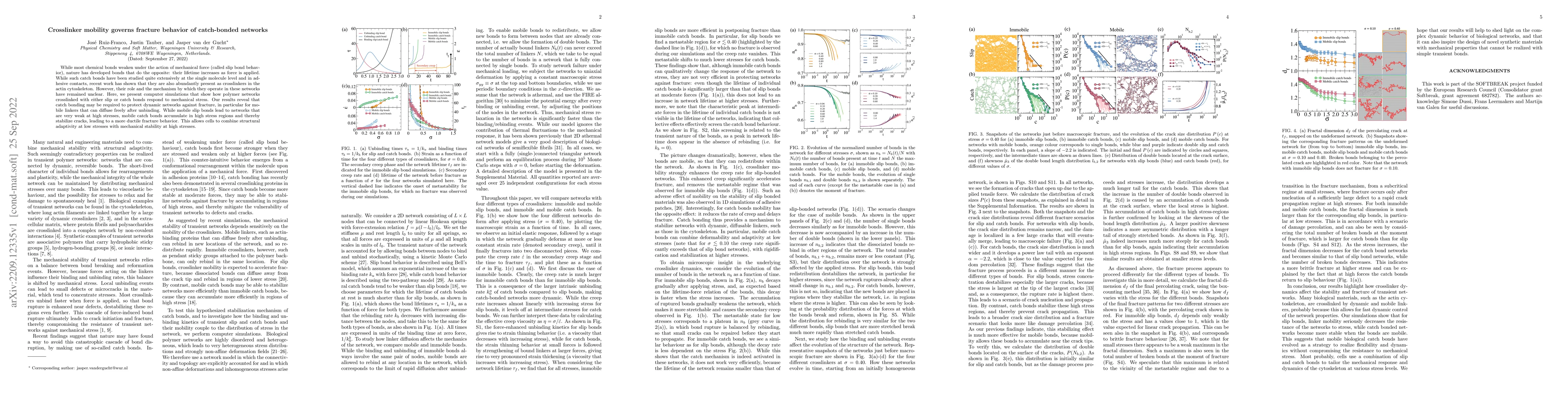 Thumbnail for Crosslinker mobility governs fracture behavior of catch-bonded networks