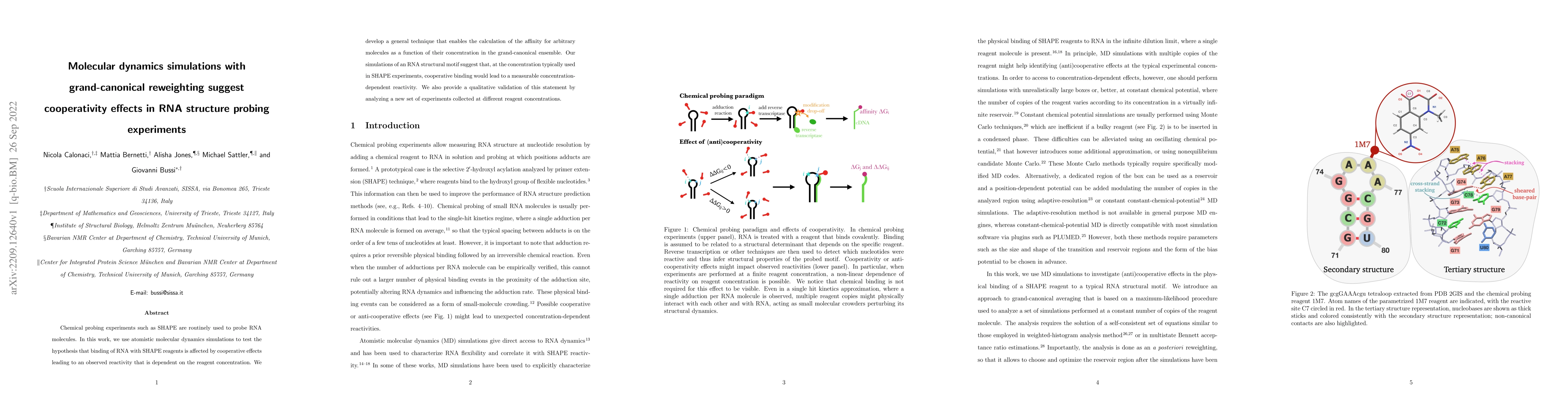 Thumbnail for Molecular dynamics simulations with grand-canonical reweighting suggest
  cooperativity effects in RNA structure probing experiments