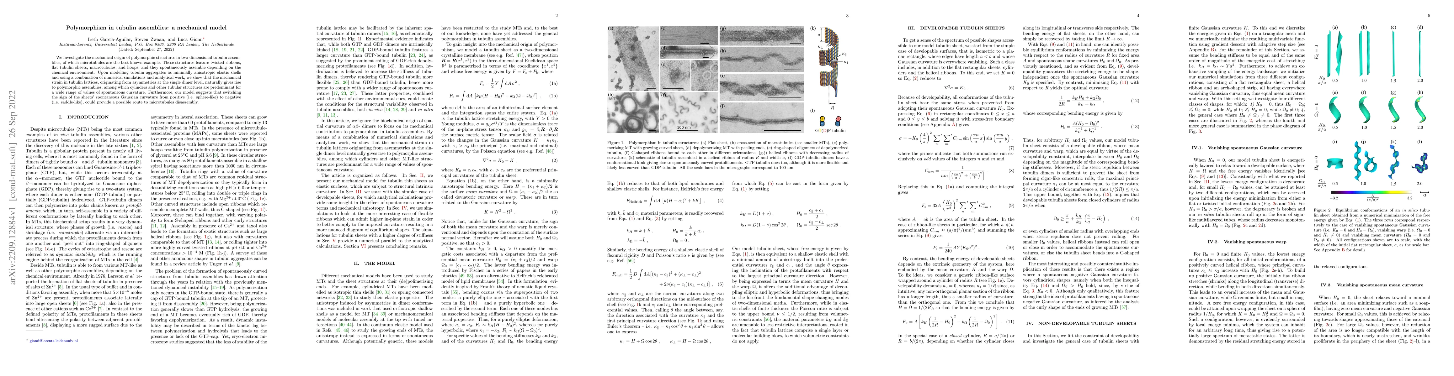 Thumbnail for Polymorphism in tubulin assemblies: a mechanical model
