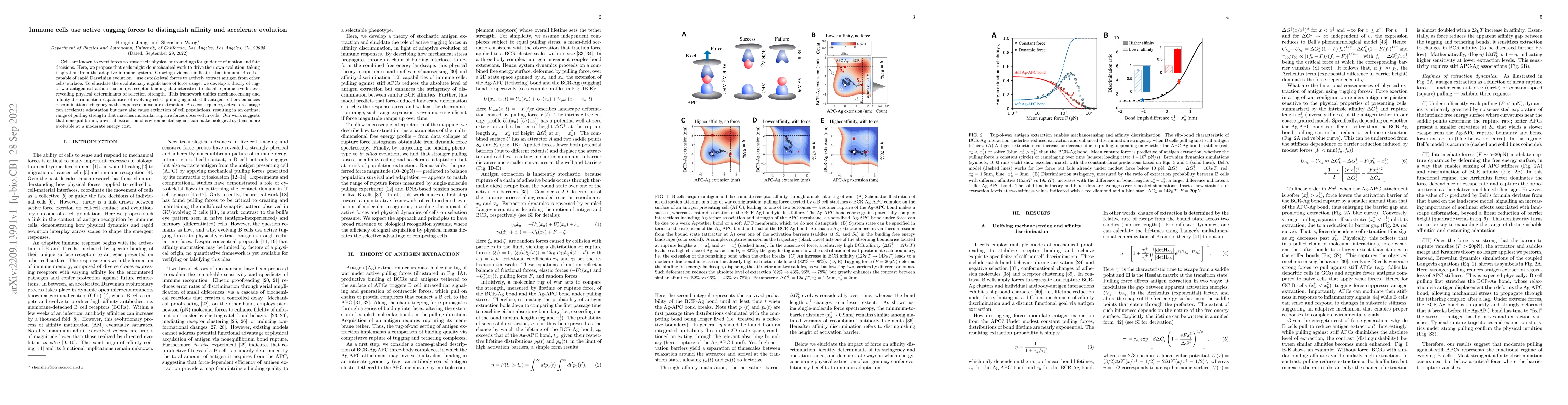 Thumbnail for Immune cells use active tugging forces to distinguish affinity and
  accelerate evolution