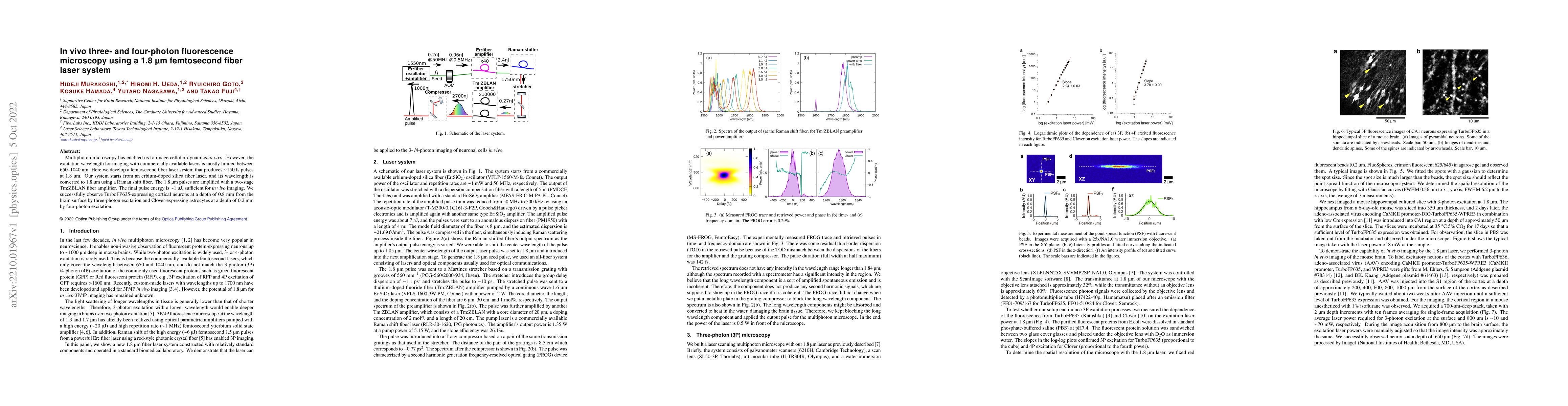 Thumbnail for In vivo three- and four-photon fluorescence microscopy using a 1.8
  $\mu$m femtosecond fiber laser system