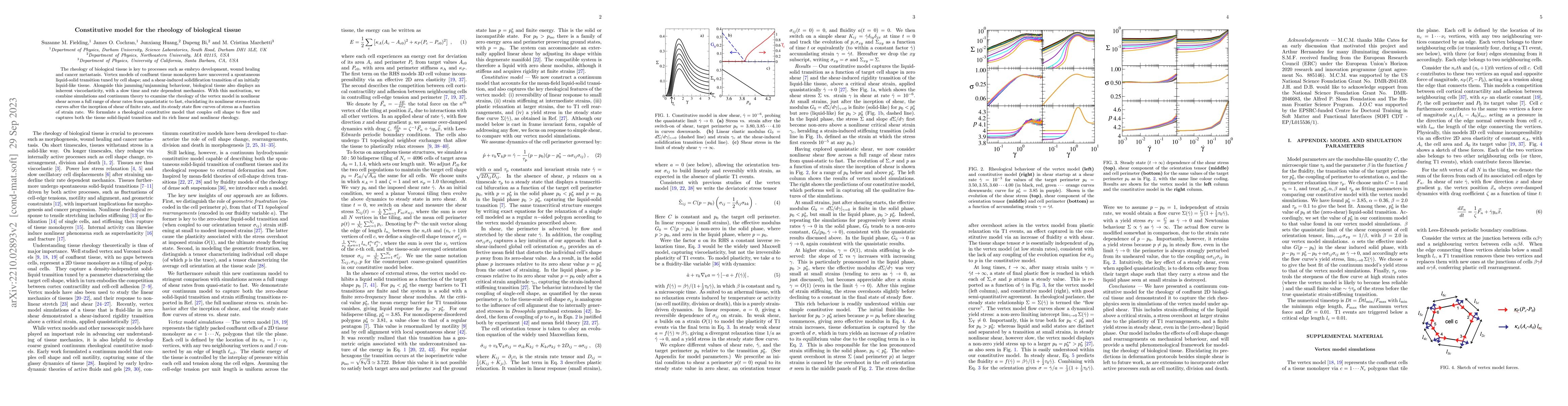 Thumbnail for Constitutive model for the rheology of biological tissue