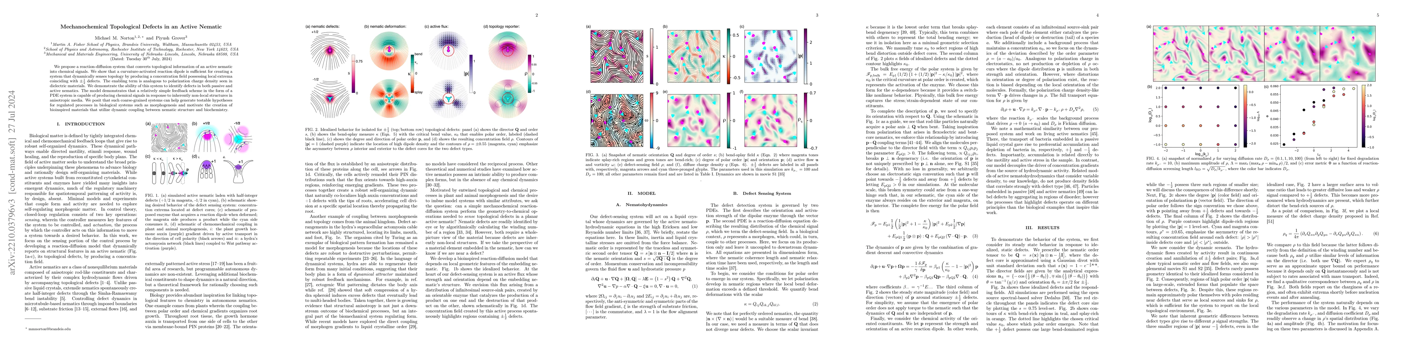 Thumbnail for Mechanochemical Topological Defects in an Active Nematic