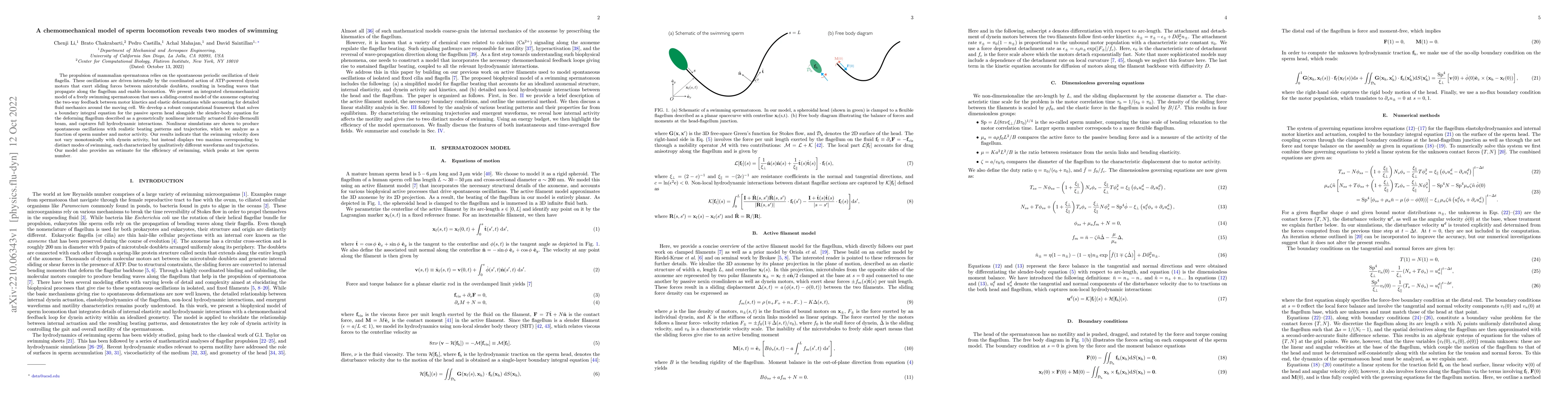Thumbnail for A chemomechanical model of sperm locomotion reveals two modes of
  swimming