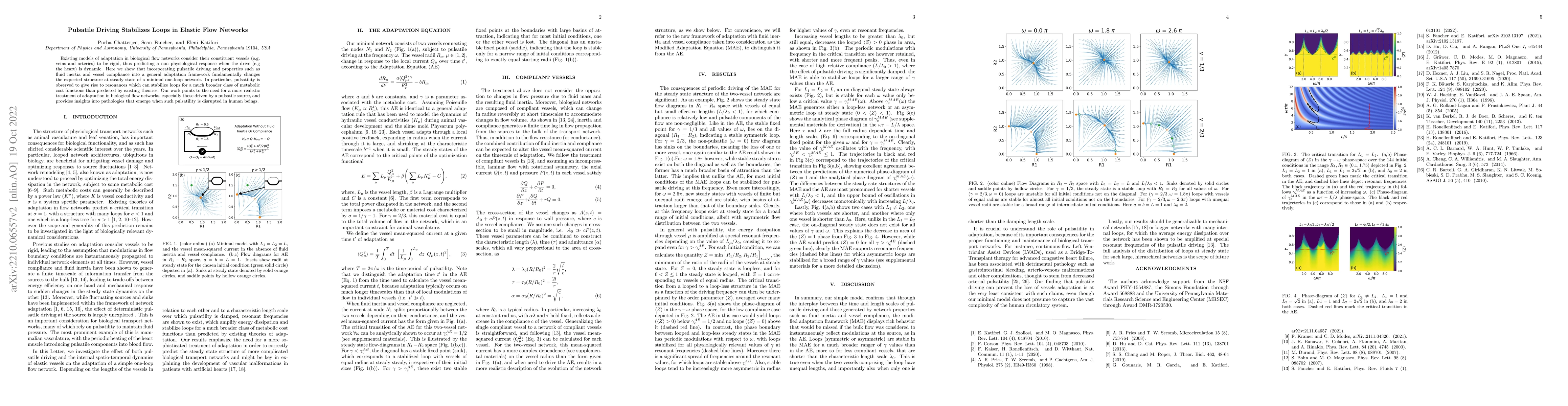 Thumbnail for Pulsatile Driving Stabilizes Loops in Elastic Flow Networks
