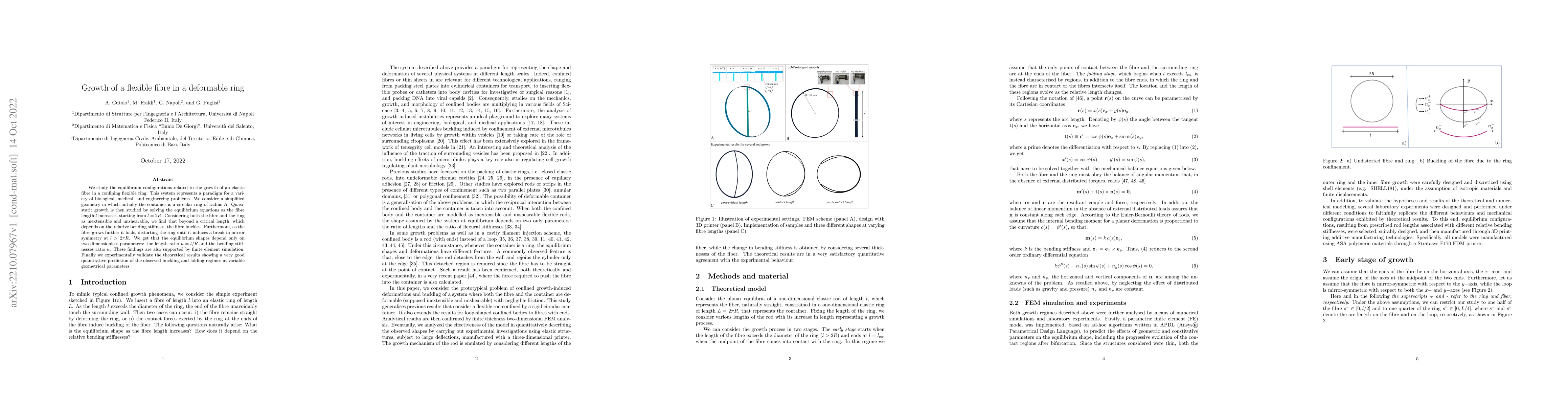 Thumbnail for Growth of a flexible fibre in a deformable ring