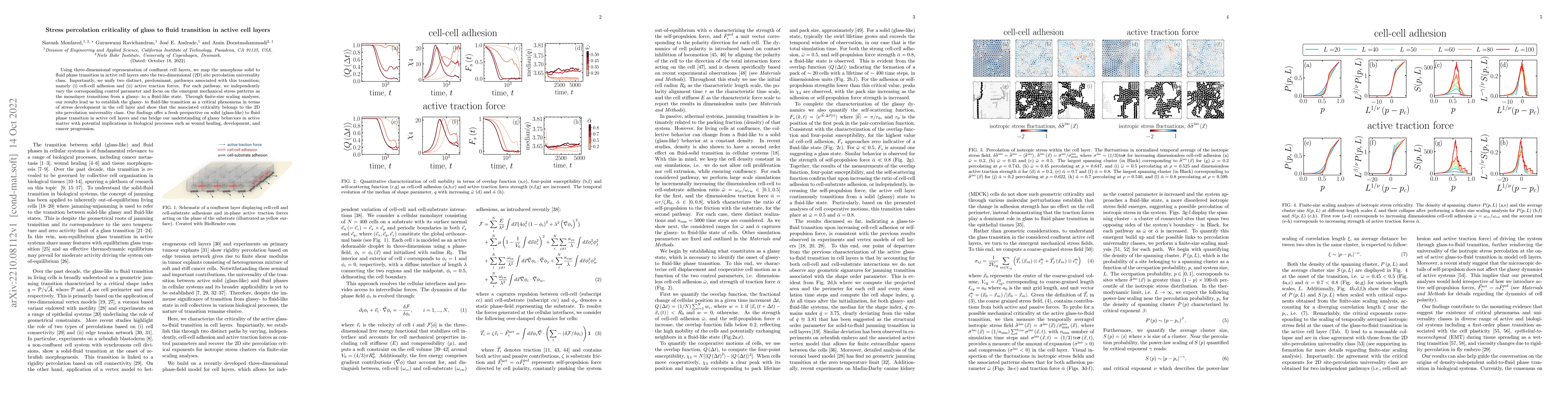 Thumbnail for Stress percolation criticality of glass to fluid transition in active
  cell layers