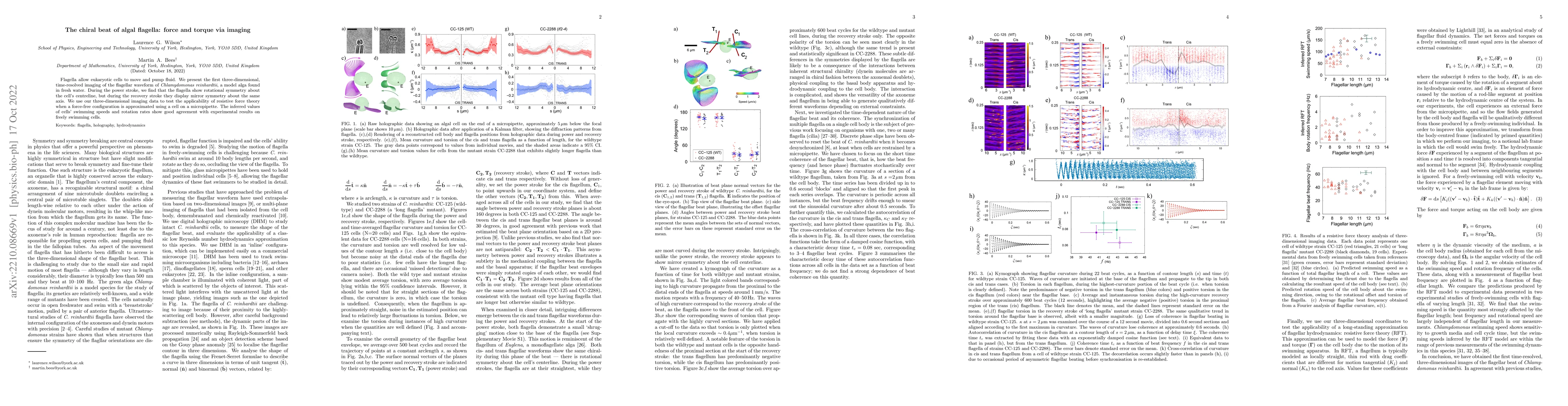 Thumbnail for The chiral beat of algal flagella: force and torque via imaging