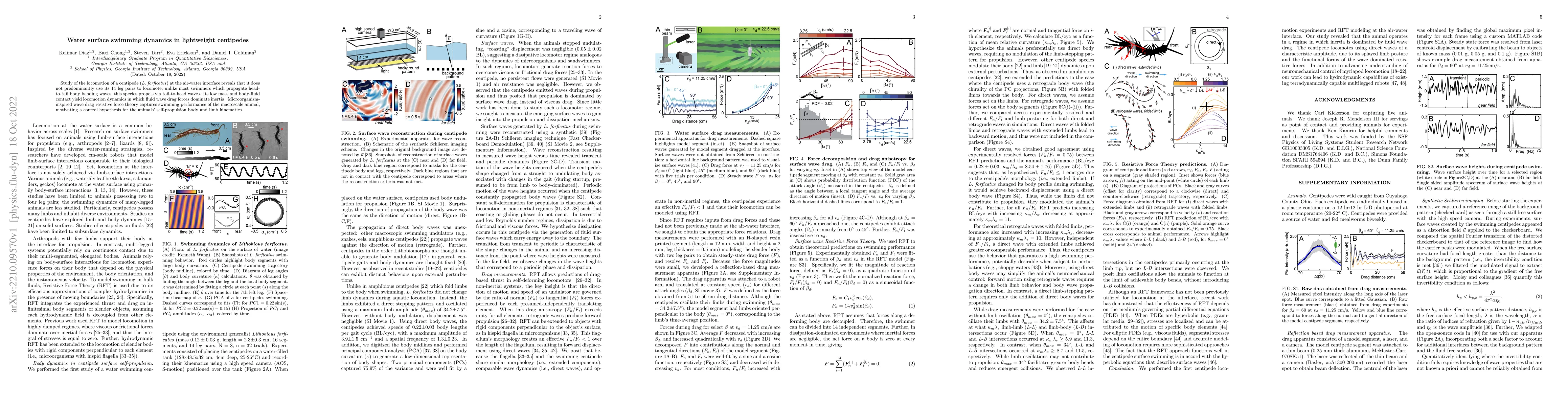 Thumbnail for Water surface swimming dynamics in lightweight centipedes