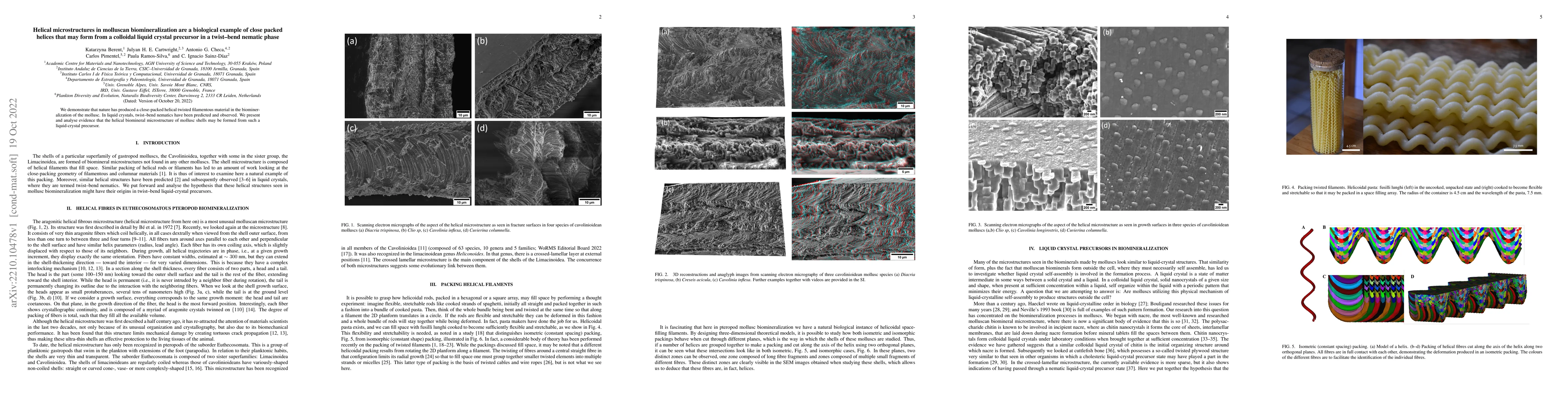 Thumbnail for Helical microstructures in molluscan biomineralization are a biological
  example of close packed helices that may form from a colloidal liquid crystal
  precursor in a twist-bend nematic phase