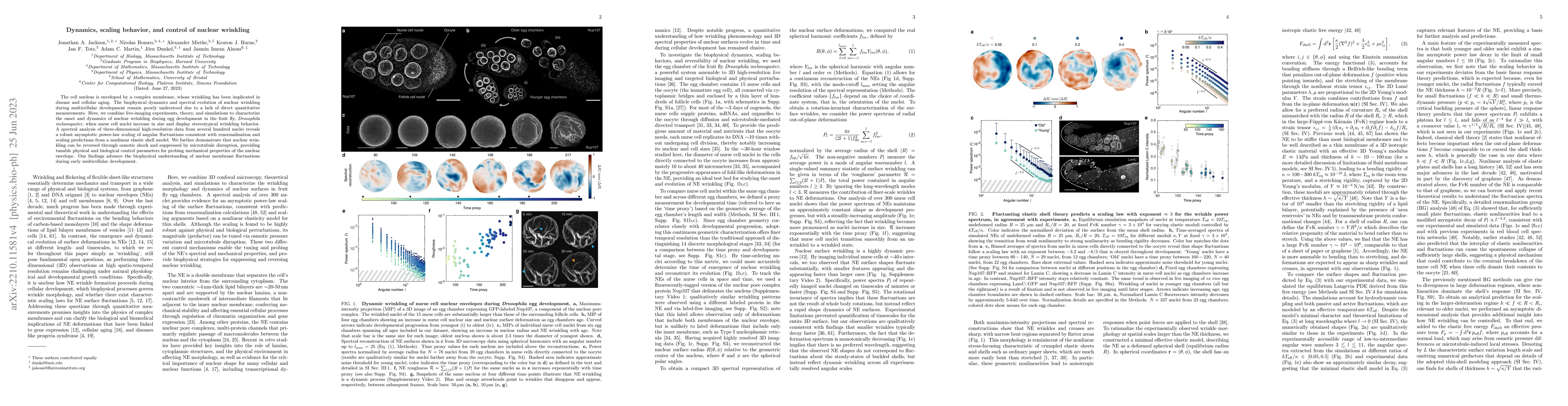 Thumbnail for Dynamics, scaling behavior, and control of nuclear wrinkling
