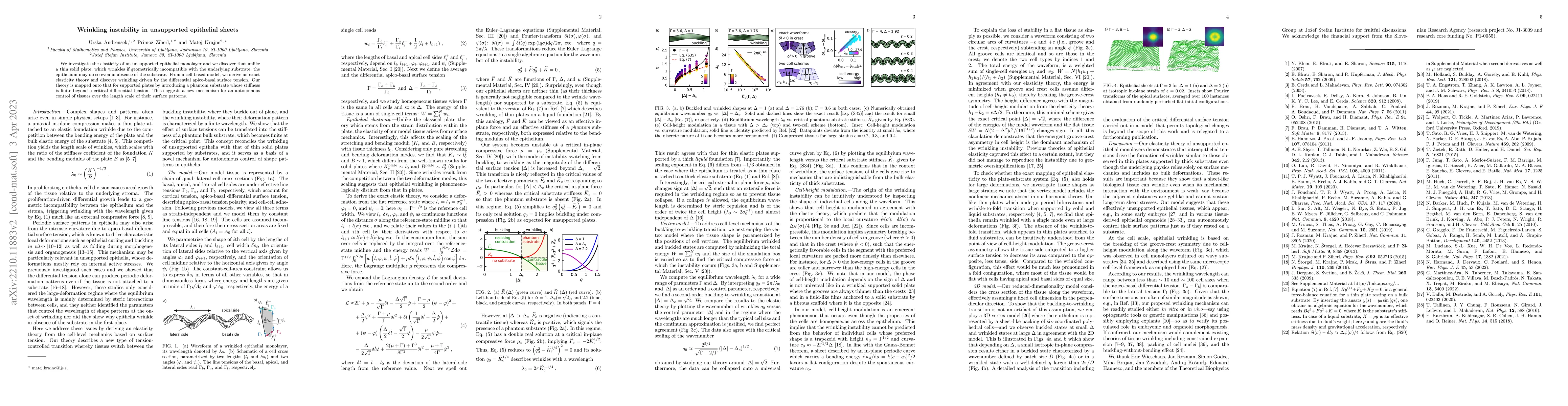 Thumbnail for Wrinkling instability in unsupported epithelial sheets
