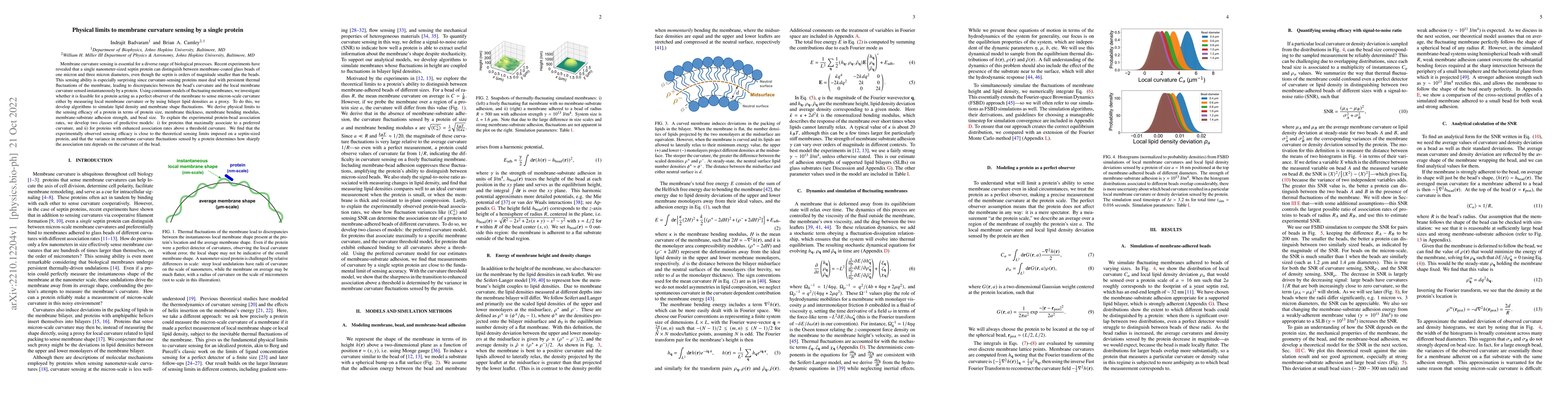 Thumbnail for Physical limits to membrane curvature sensing by a single protein