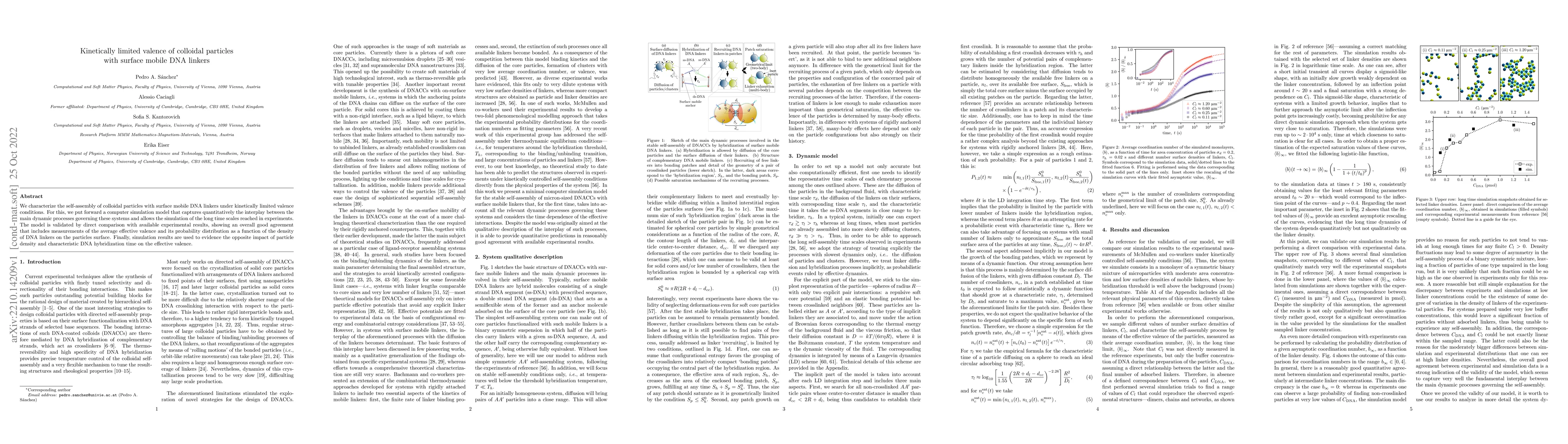 Thumbnail for Kinetically limited valence of colloidal particles with surface mobile
  DNA linkers