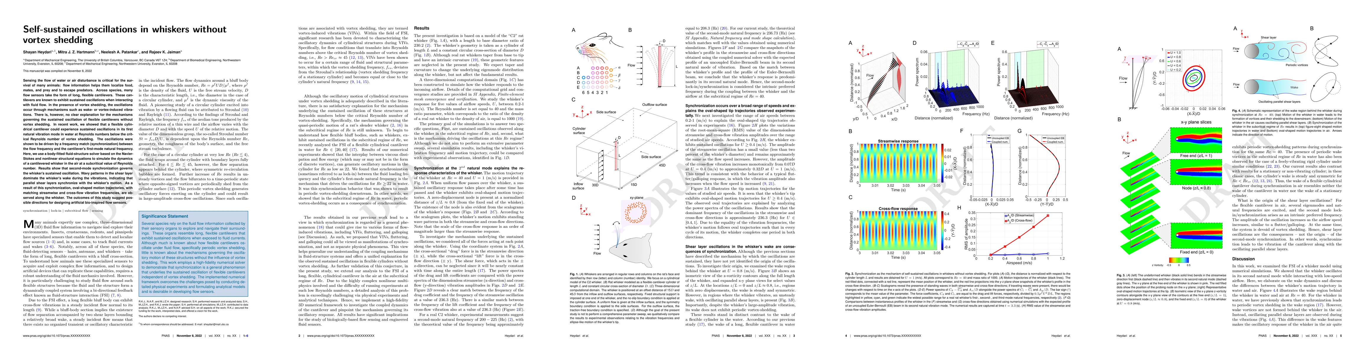 Thumbnail for Self-sustained oscillations in whiskers without vortex shedding