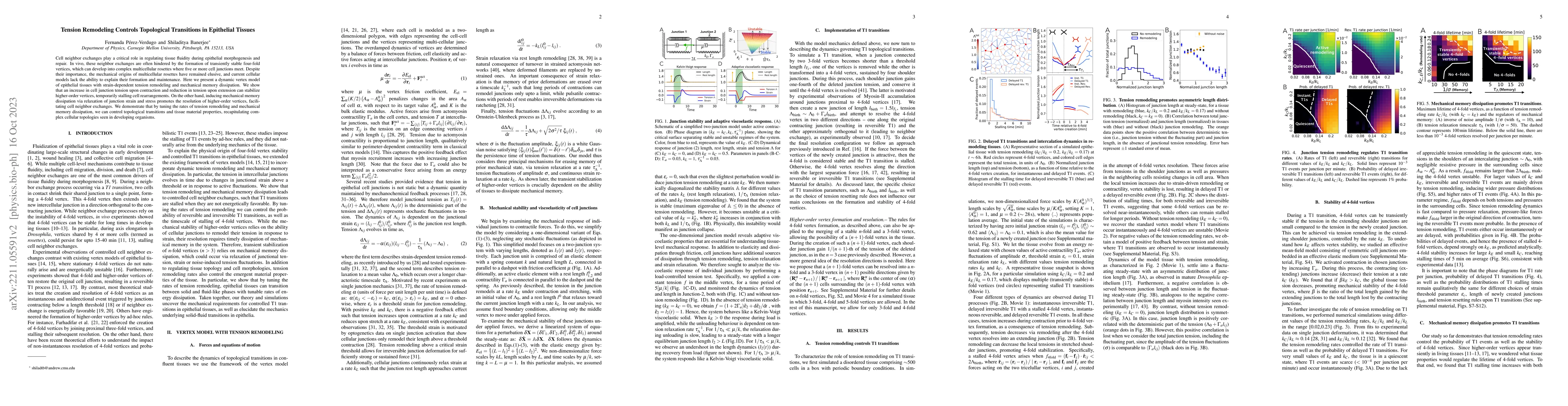 Thumbnail for Tension Remodeling Controls Topological Transitions in Epithelial
  Tissues