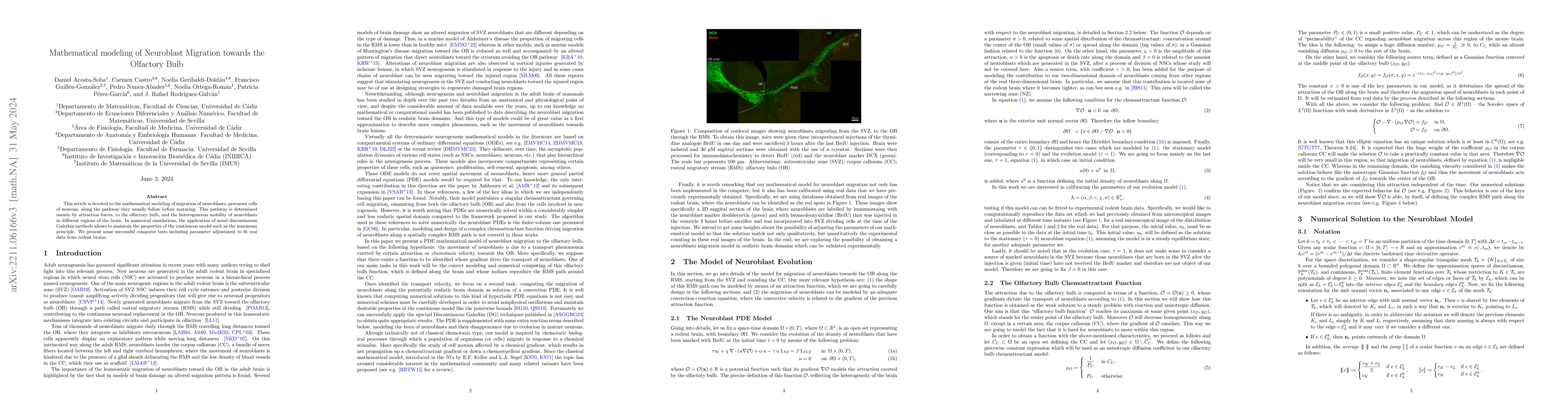 Thumbnail for Mathematical Modelling of Neuroblast Chemotaxis Migration towards the
  Olfactory Bulb