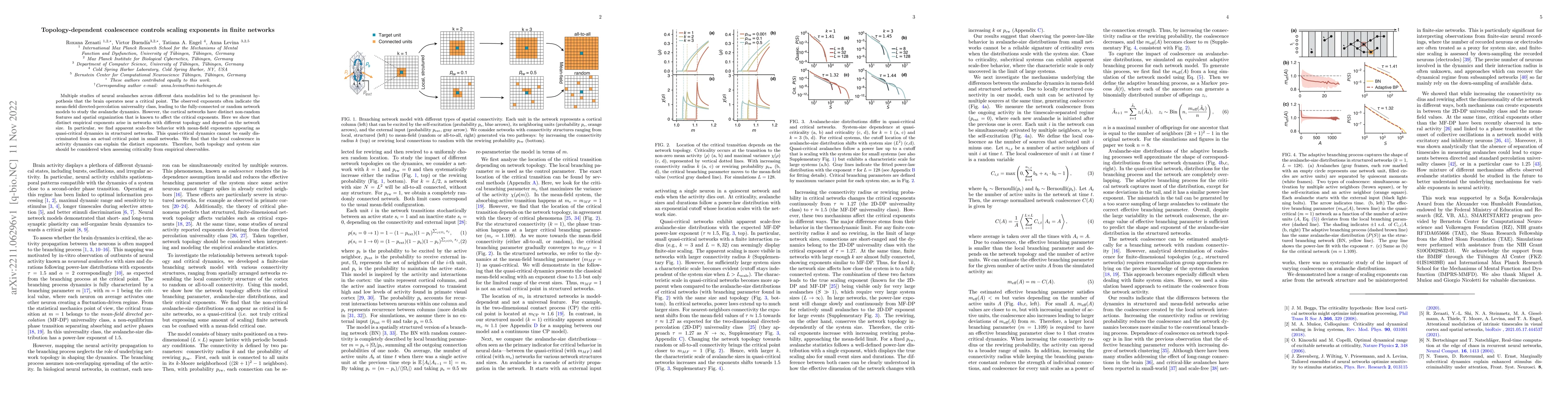 Thumbnail for Topology-dependent coalescence controls scaling exponents in finite
  networks