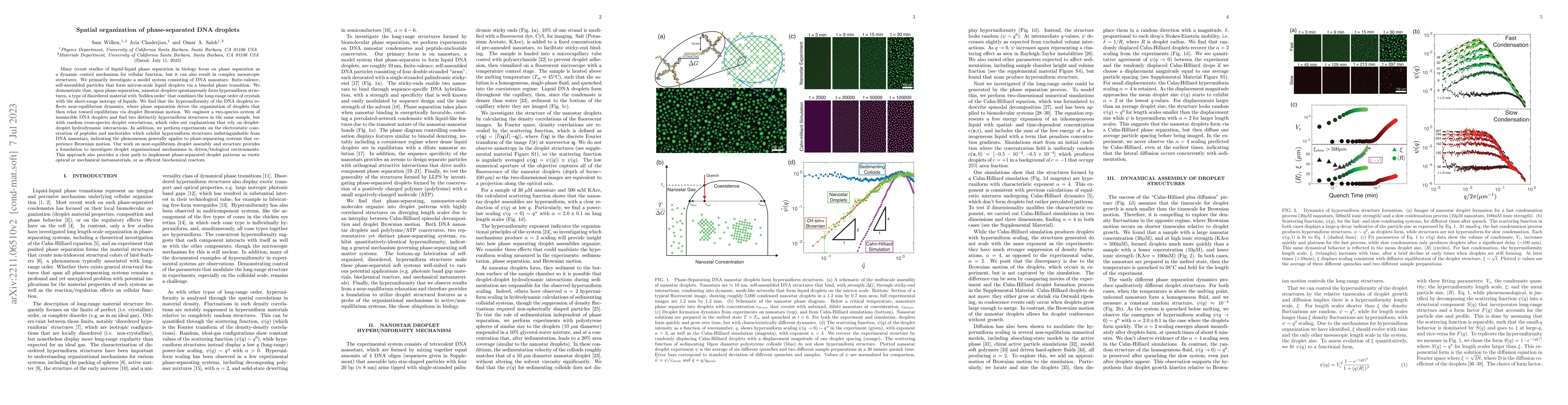 Thumbnail for Spatial Organization of Phase-separated DNA Droplets