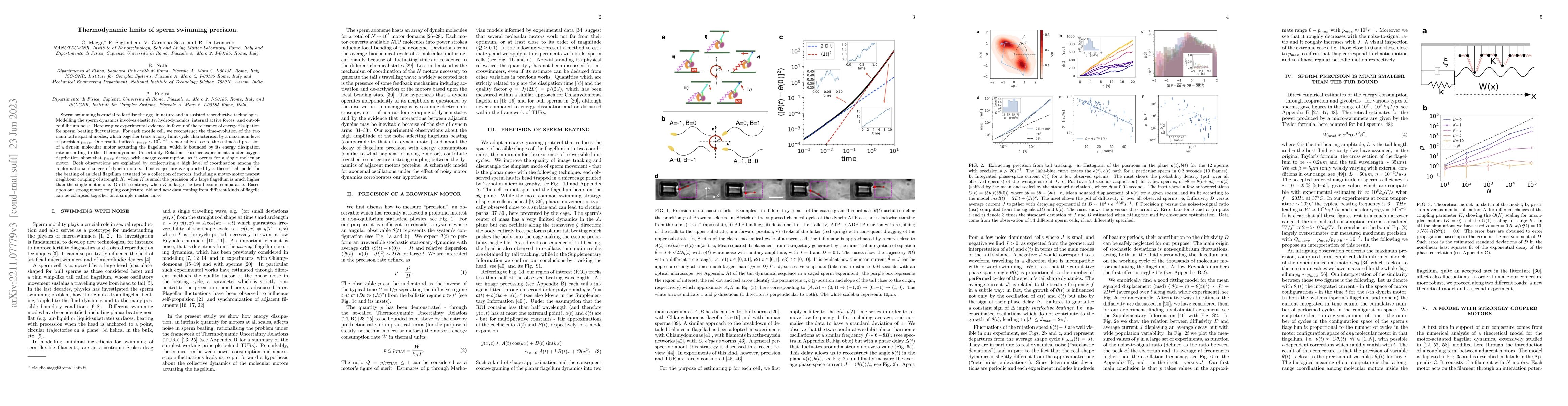 Thumbnail for Thermodynamic limits of sperm swimming precision