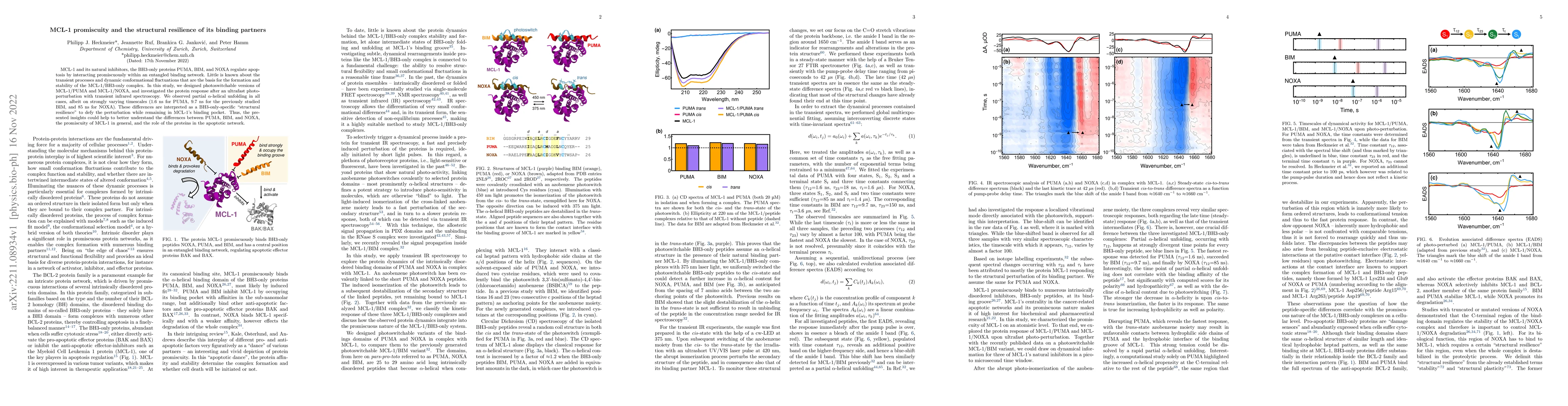 Thumbnail for MCL-1 promiscuity and the structural resilience of its binding partners