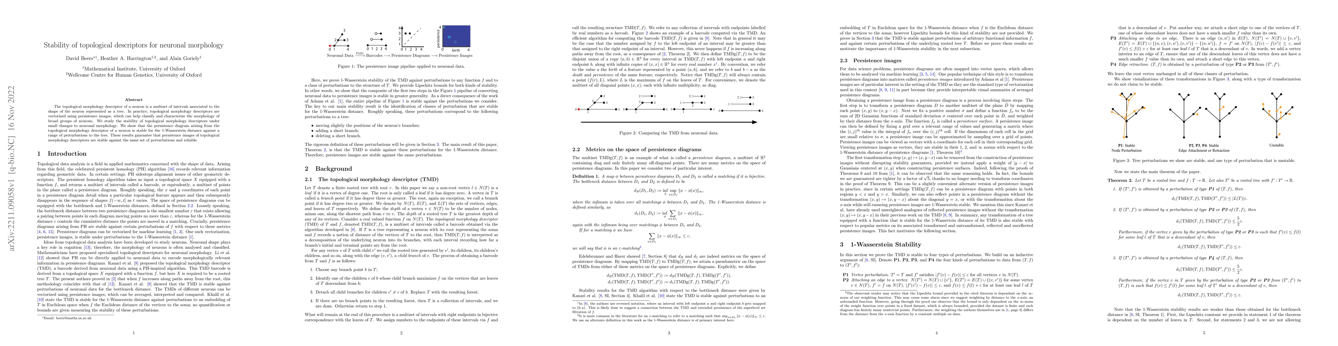 Thumbnail for Stability of topological descriptors for neuronal morphology
