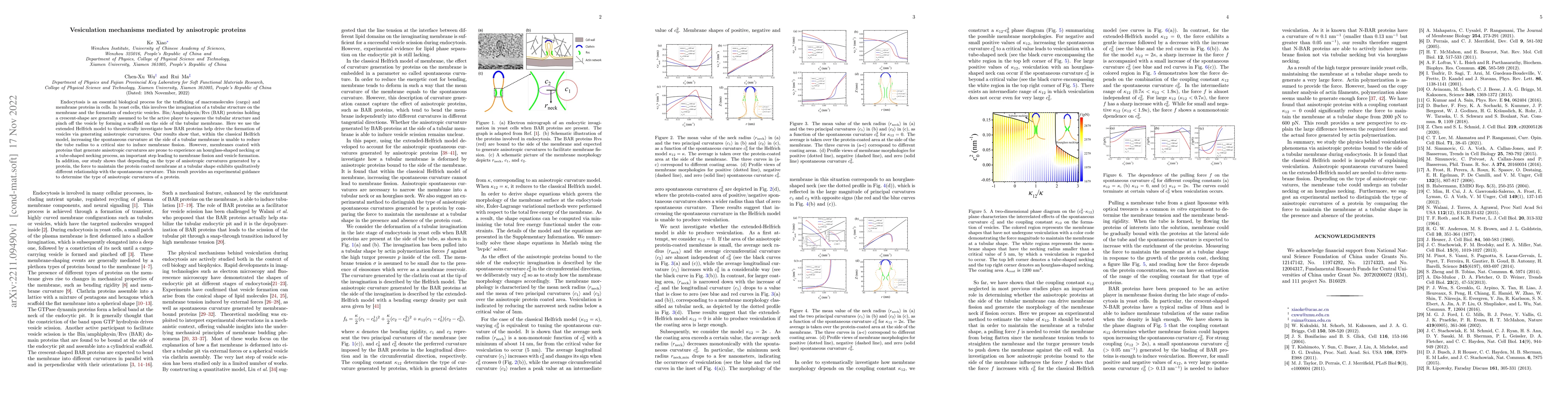 Thumbnail for Vesiculation mechanisms mediated by anisotropic proteins