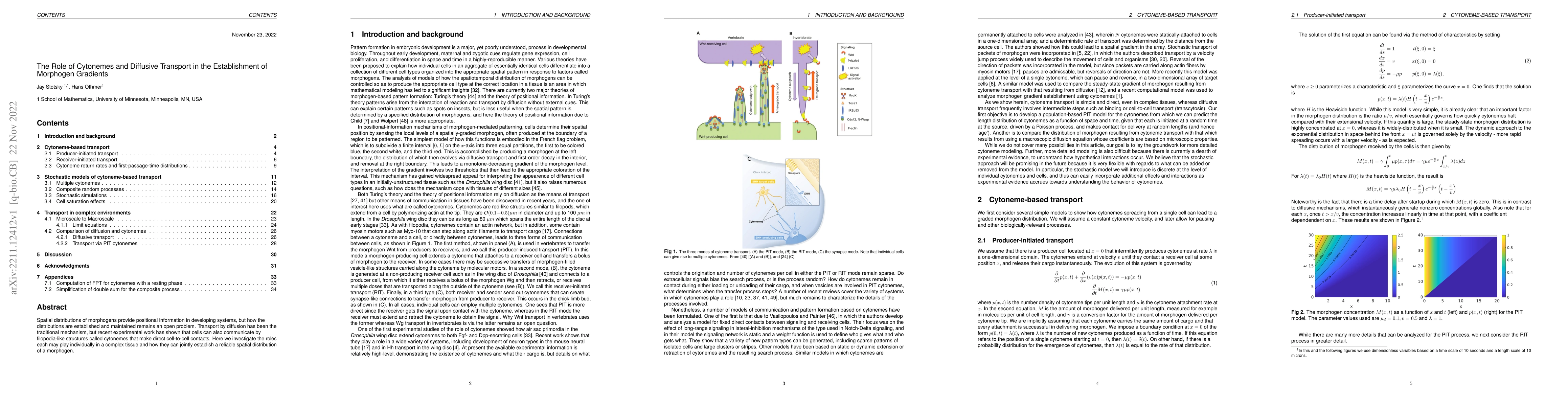 Thumbnail for The Role of Cytonemes and Diffusive Transport in the Establishment of
  Morphogen Gradients