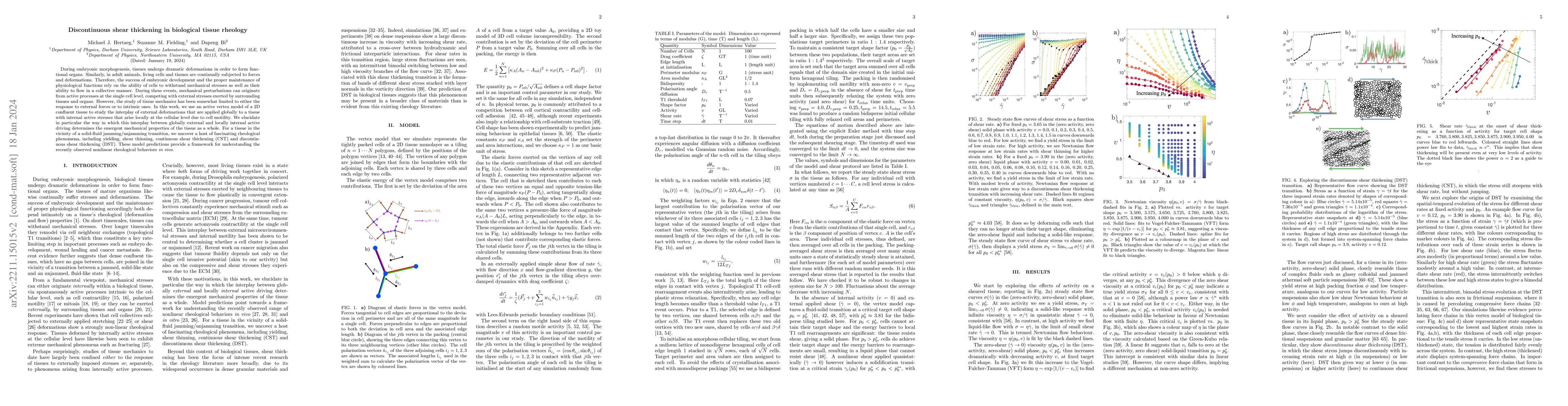 Thumbnail for Discontinuous shear thickening in biological tissue rheology