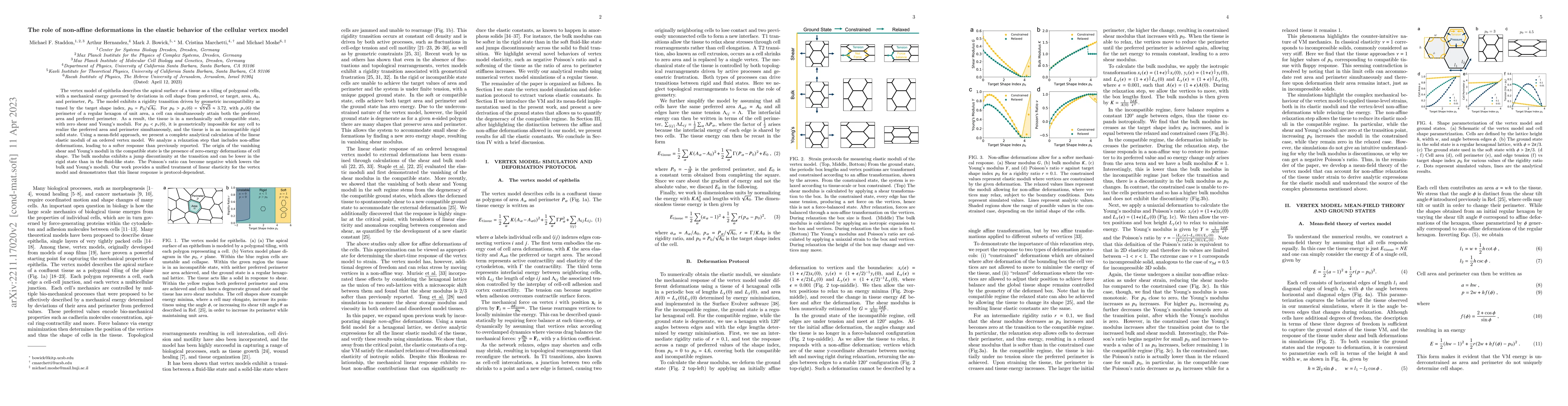 Thumbnail for The role of non-affine deformations in the elastic behavior of the
  cellular vertex model