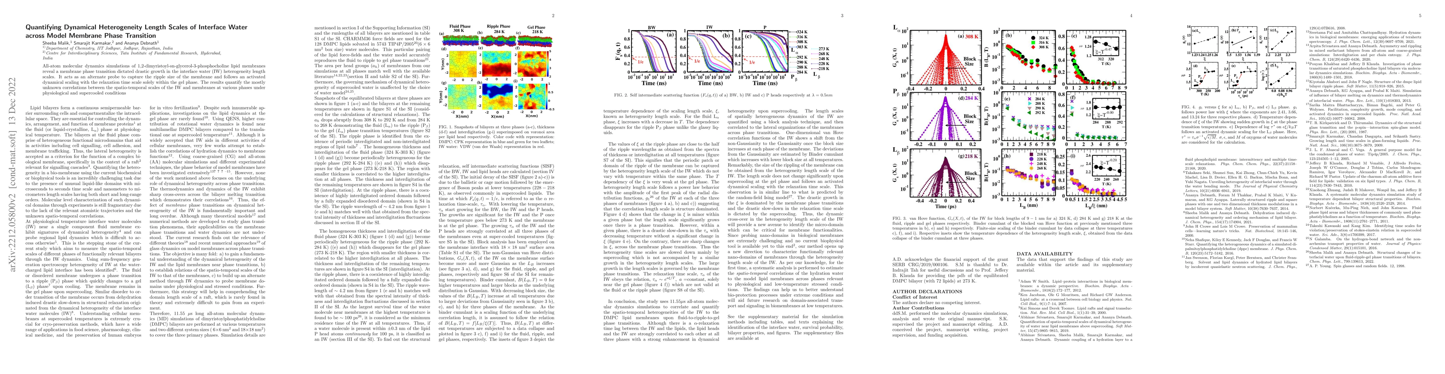 Thumbnail for Quantifying Dynamical Heterogeneity Length Scales of Interface Water
  across Model Membrane Phase Transition