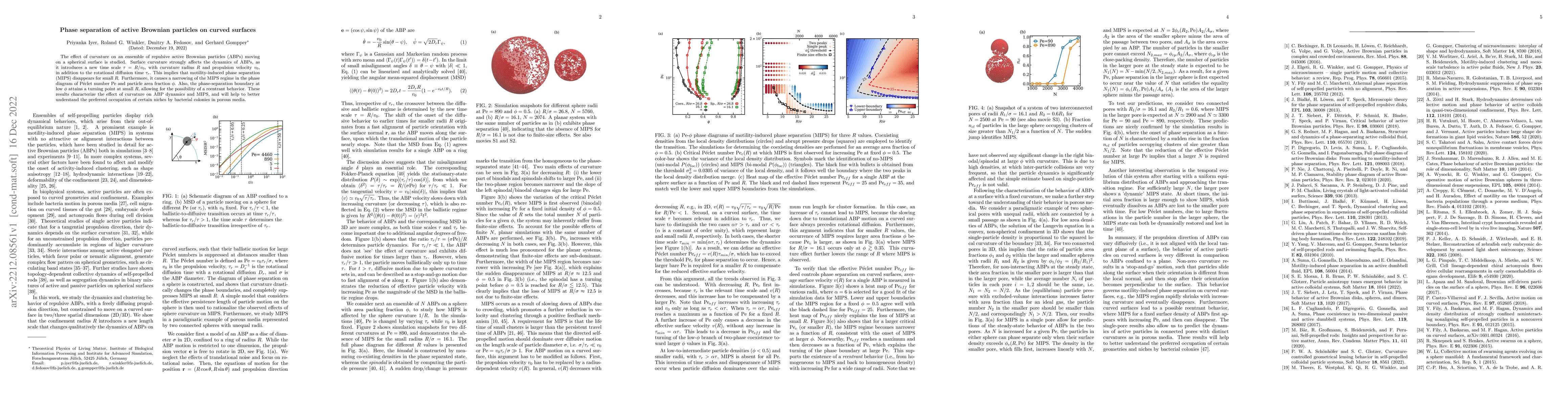 Thumbnail for Phase separation of active Brownian particles on curved surfaces