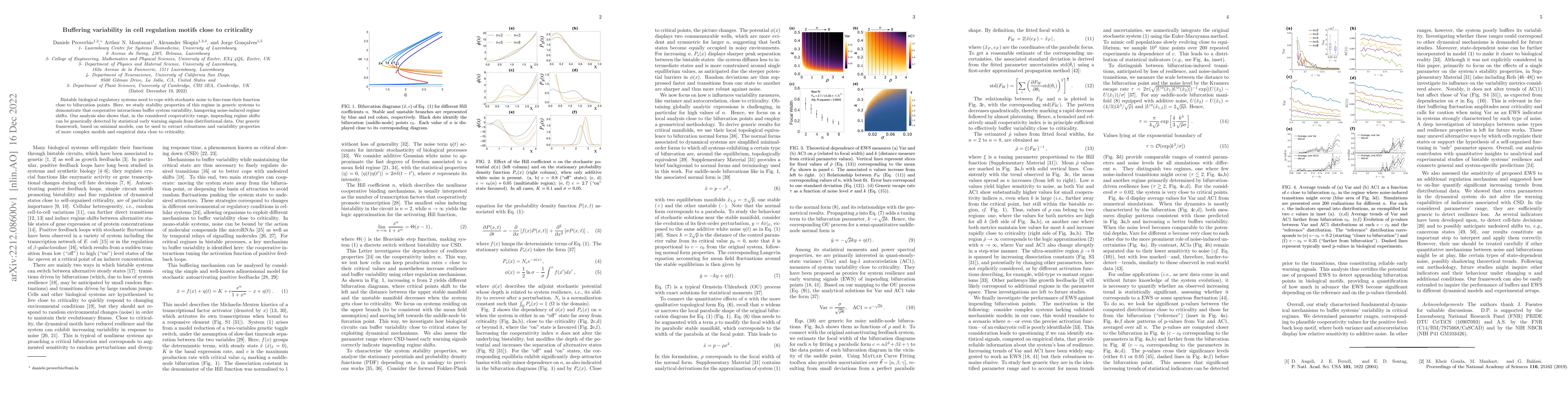 Thumbnail for Buffering variability in cell regulation motifs close to criticality
