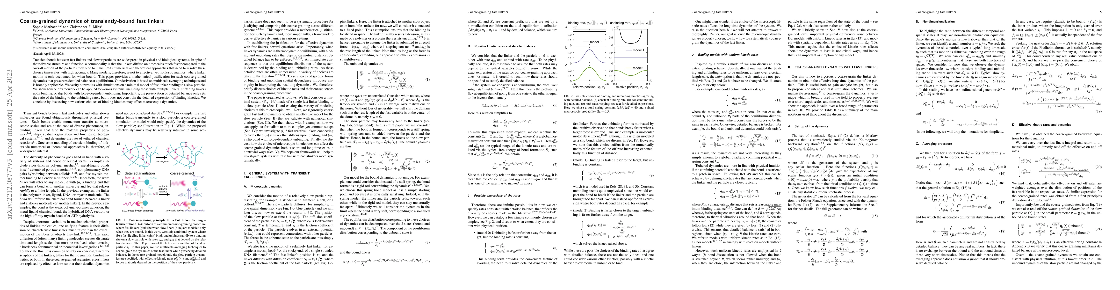 Thumbnail for Coarse-grained dynamics of transiently-bound fast linkers