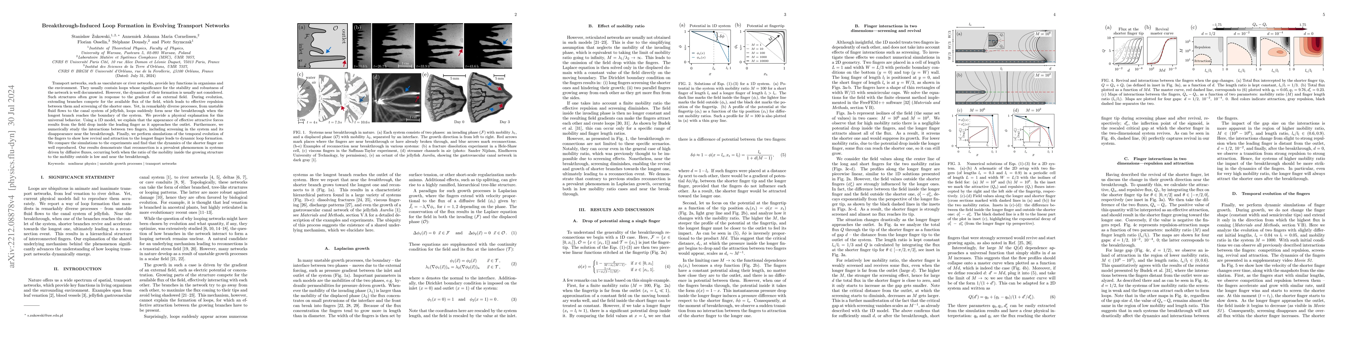 Thumbnail for Breakthrough-Induced Loop Formation in Evolving Transport Networks