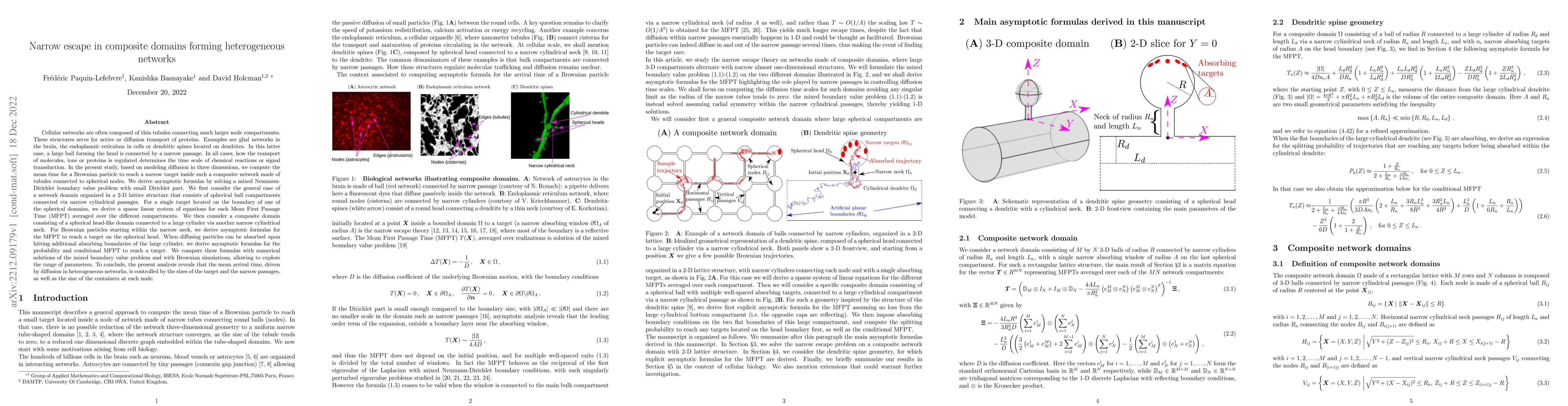 Thumbnail for Narrow escape in composite domains forming heterogeneous networks