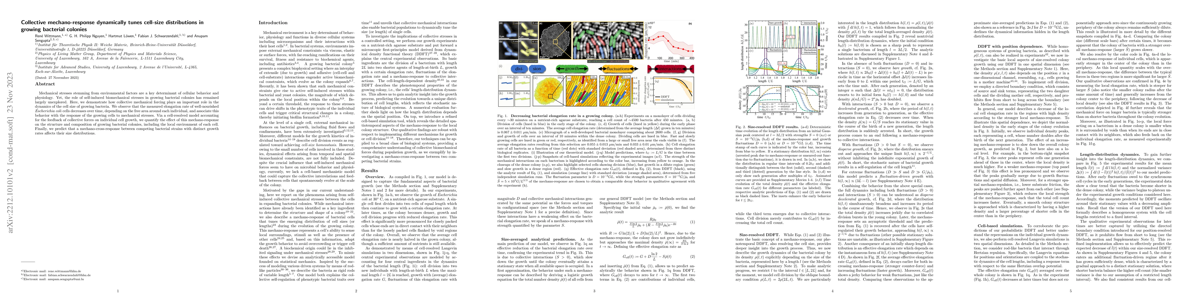 Thumbnail for Collective mechano-response dynamically tunes cell-size distributions in
  growing bacterial colonies