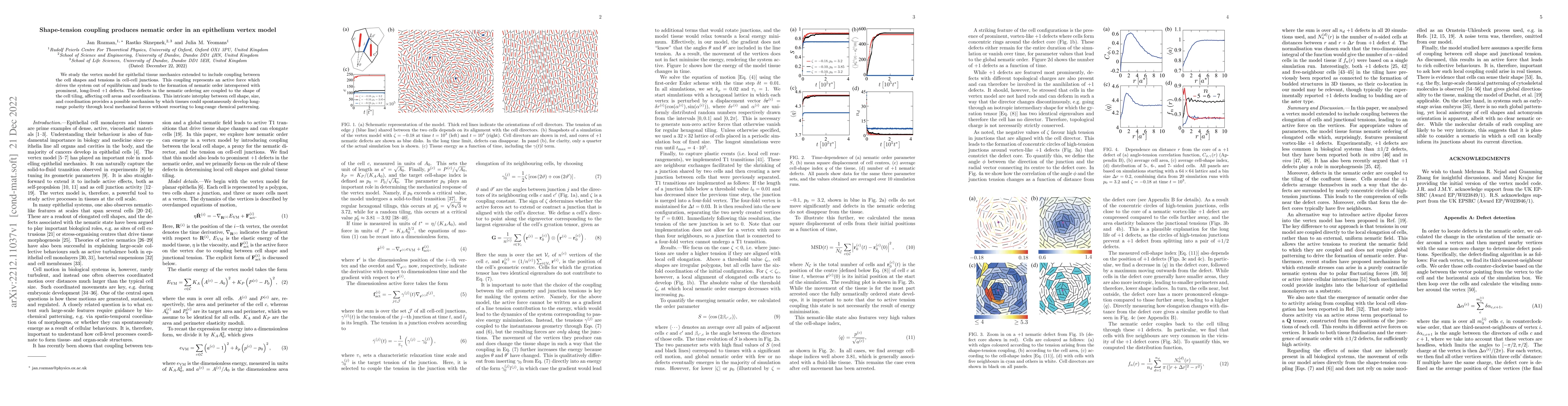 Thumbnail for Shape-tension coupling produces nematic order in an epithelium vertex
  model