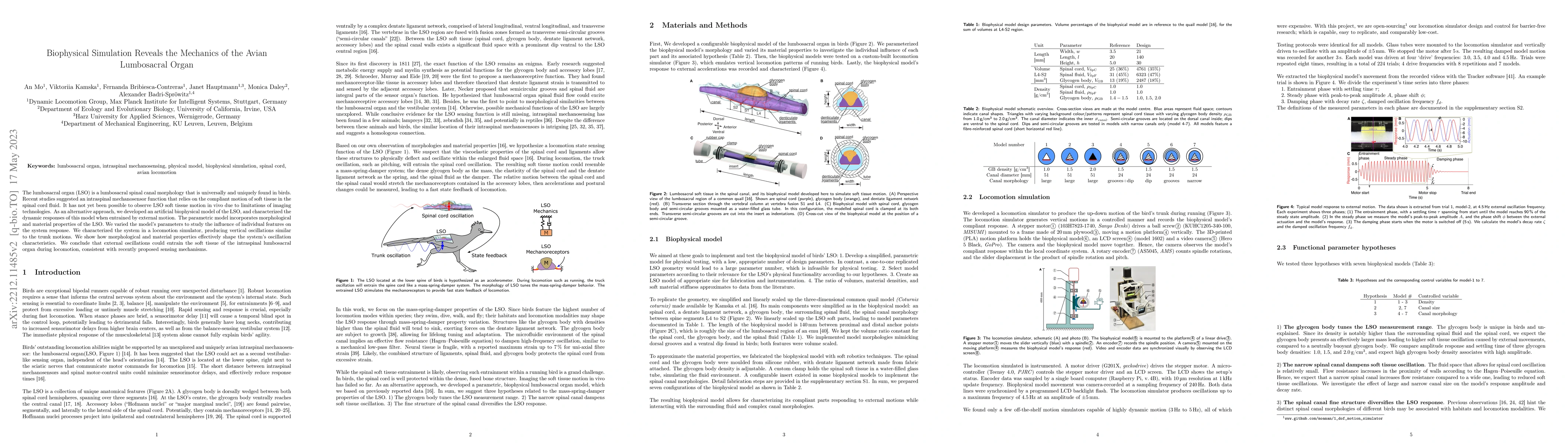 Thumbnail for Biophysical Simulation Reveals the Mechanics of the Avian Lumbosacral
  Organ