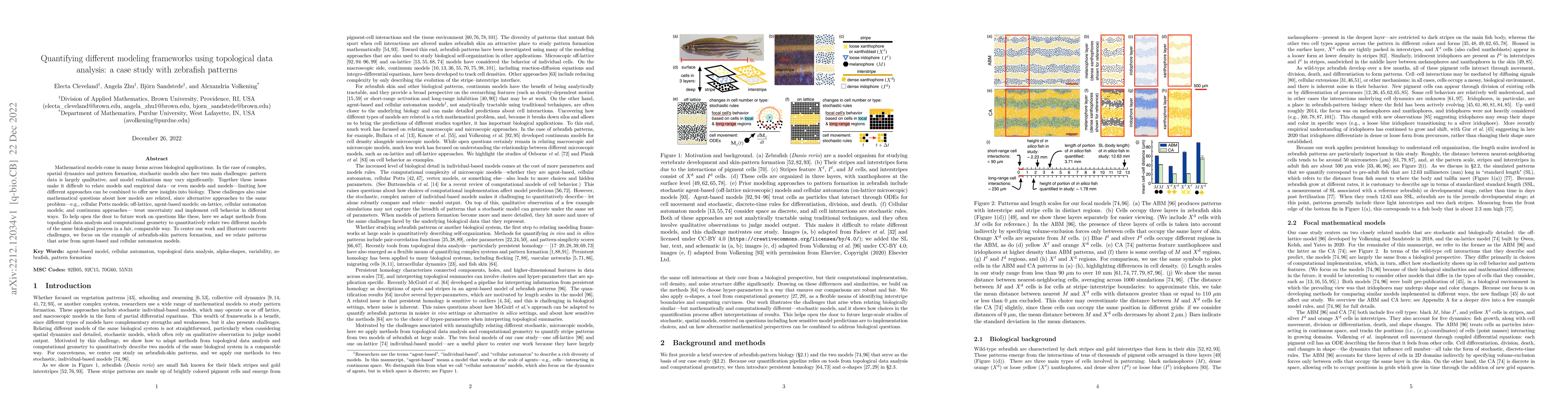 Thumbnail for Quantifying different modeling frameworks using topological data
  analysis: a case study with zebrafish patterns
