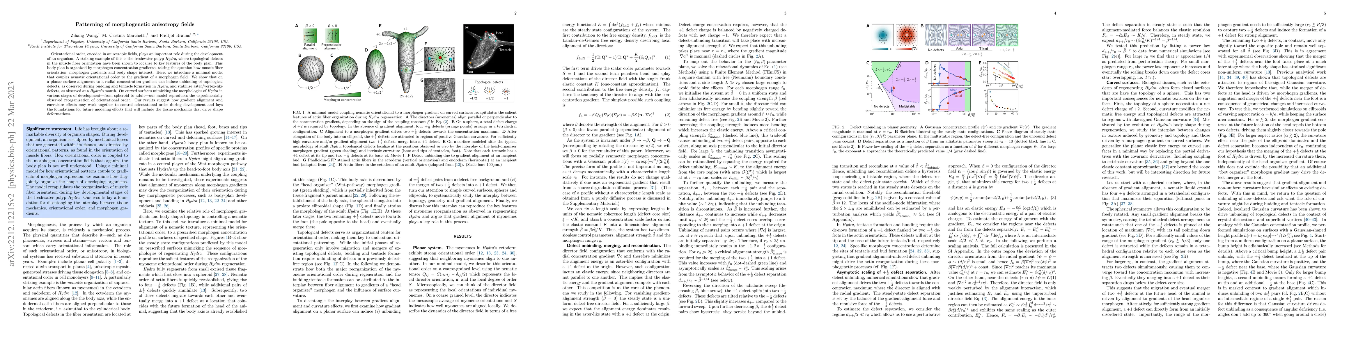Thumbnail for Patterning of morphogenetic anisotropy fields