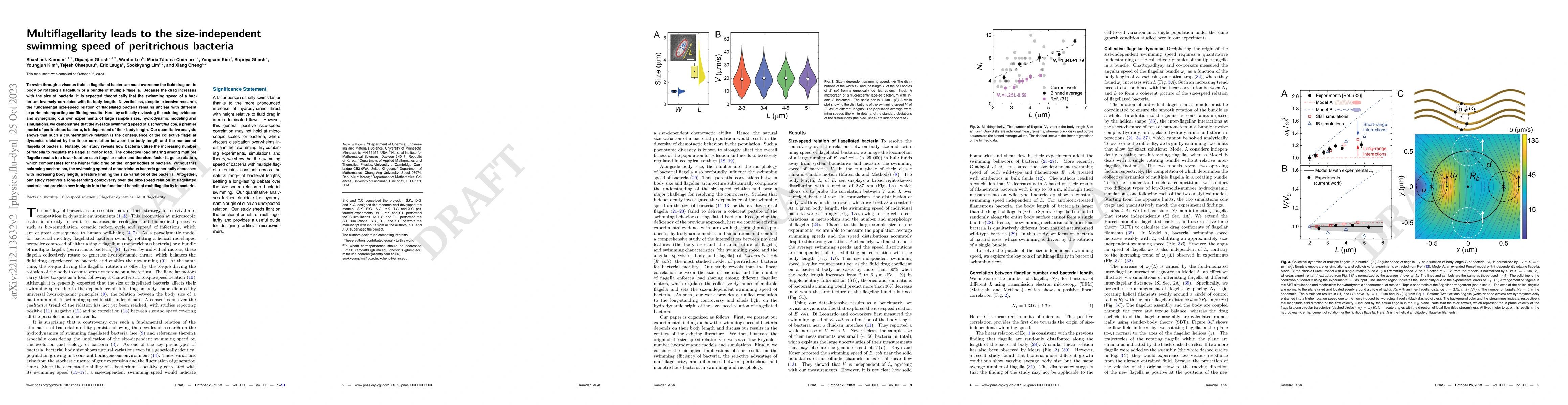 Thumbnail for Multiflagellarity leads to the size-independent swimming speed of
  peritrichous bacteria