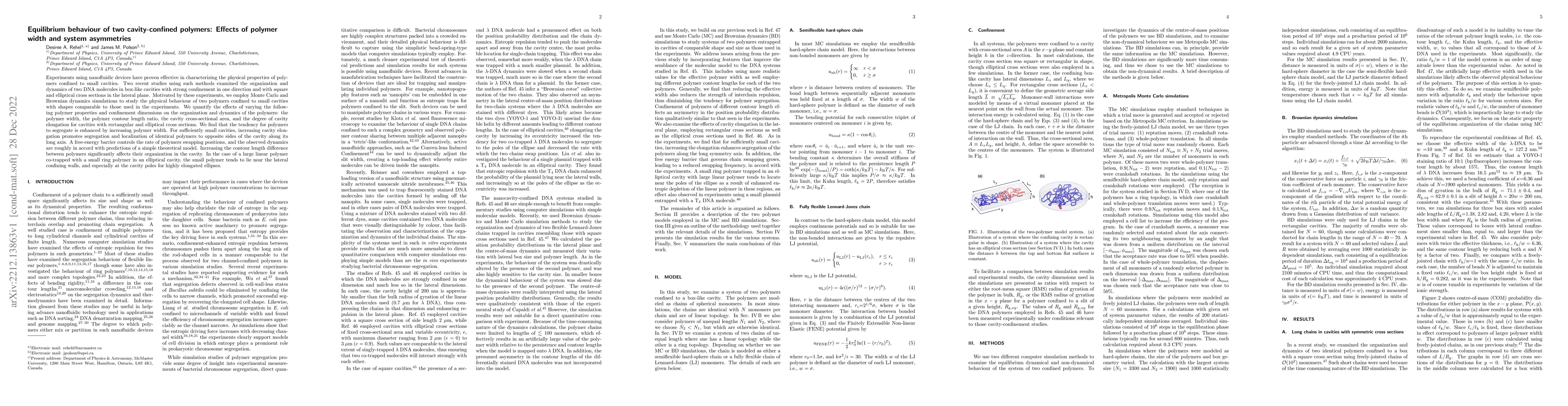 Thumbnail for Equilibrium behaviour of two cavity-confined polymers: Effects of
  polymer width and system asymmetries
