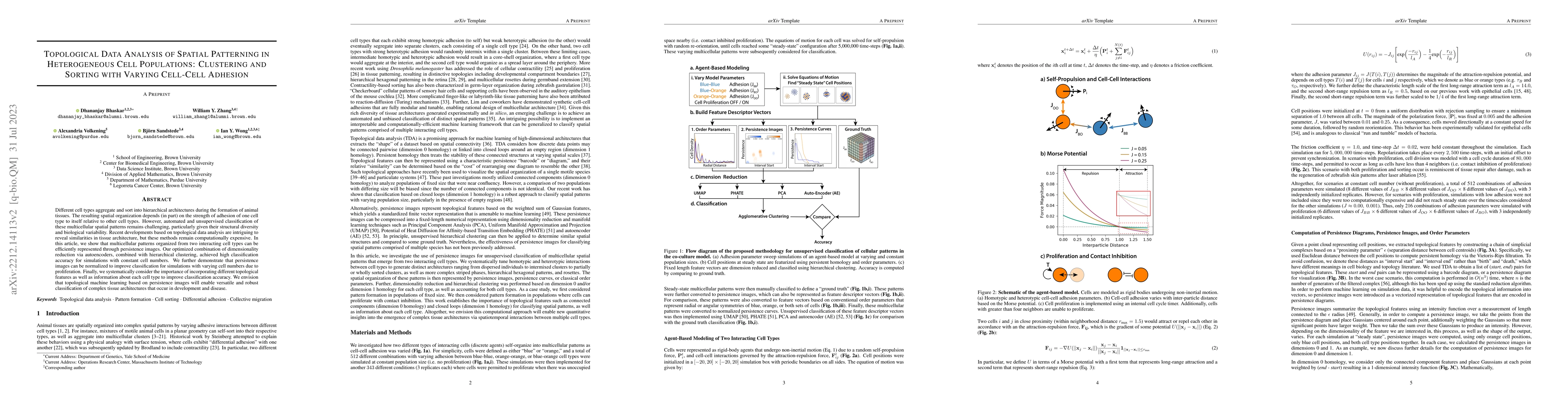 Thumbnail for Topological Data Analysis of Spatial Patterning in Heterogeneous Cell
  Populations: Clustering and Sorting with Varying Cell-Cell Adhesion