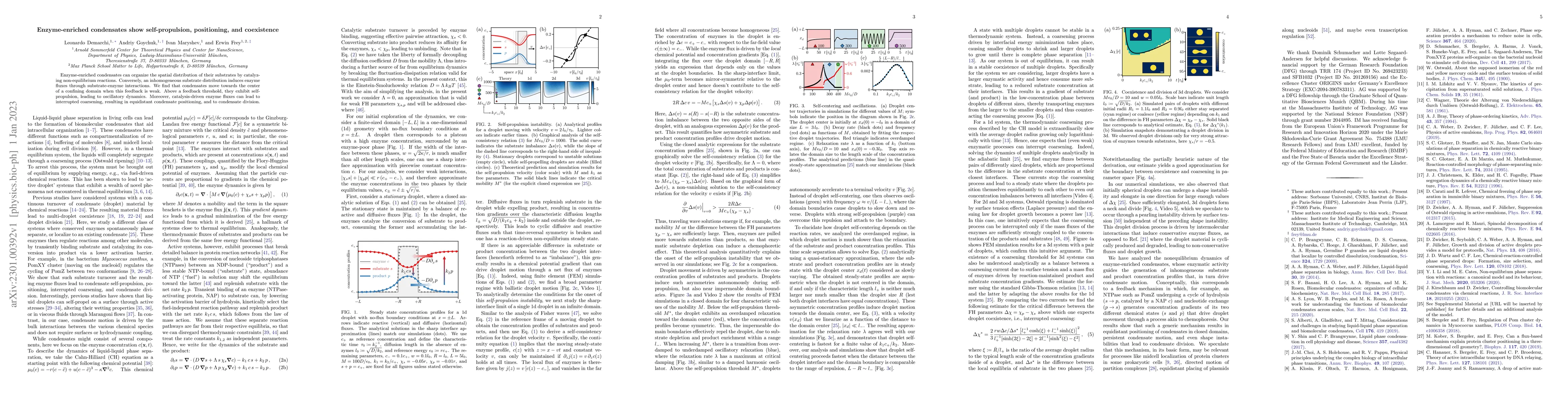 Thumbnail for Enzyme-enriched condensates show self-propulsion, positioning, and
  coexistence