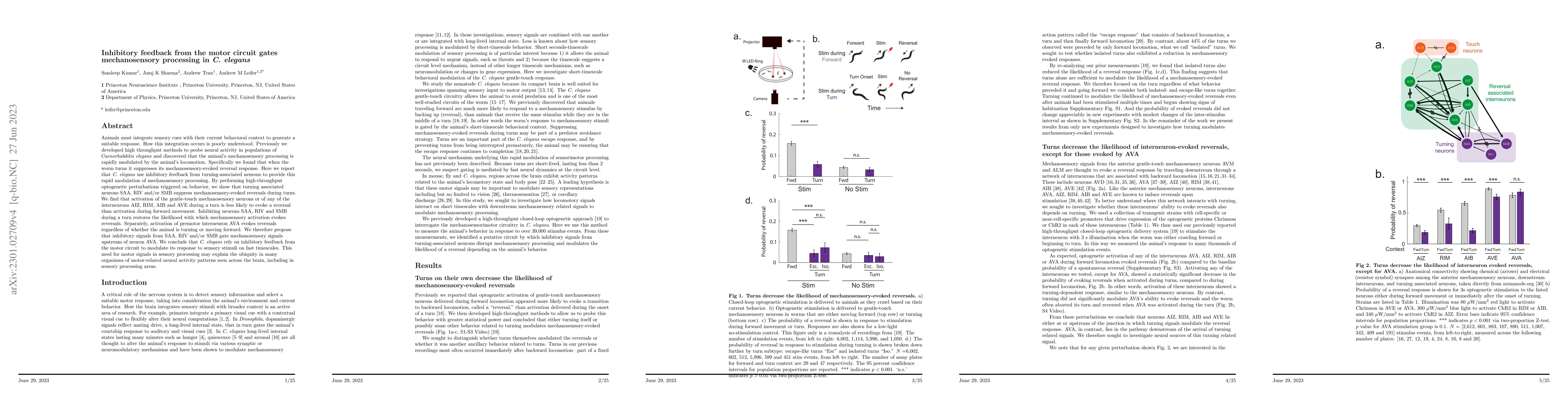 Thumbnail for Inhibitory feedback from the motor circuit gates mechanosensory
  processing in C. elegans